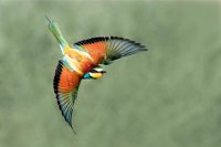 476 - MEROPS APIASTER - JAVADI SEYED REZA - iran, islamic republic of <div